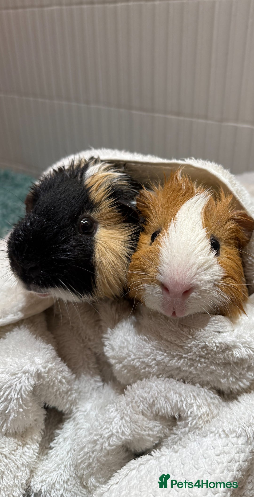 Guinea Pig rodents for sale: 2 guinea pig boys for sale  - Image 1