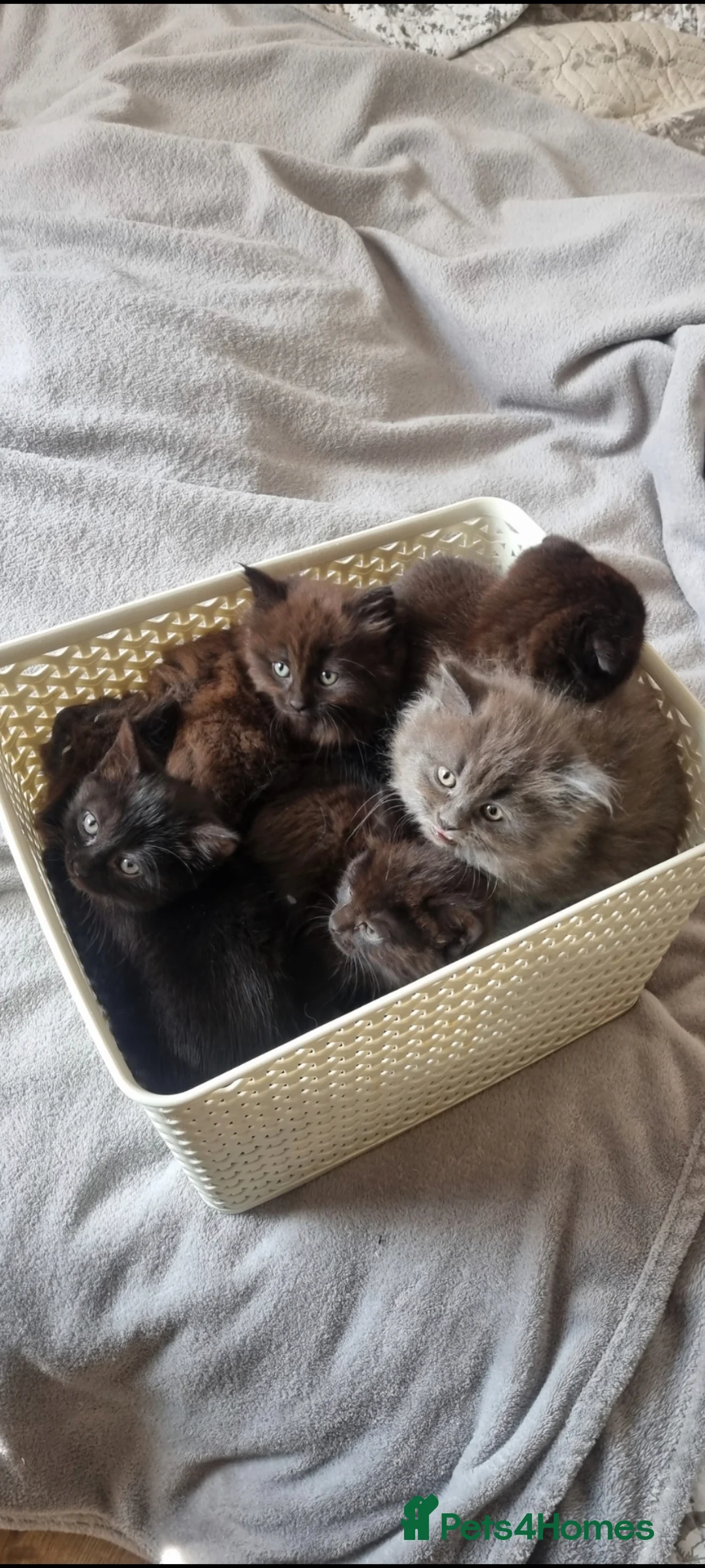 Mixed Breed cats for sale: Beautiful kittens 😸 available for new home  - Advert 2