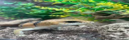 Skink reptiles for sale: Peter’s Banded Skinks + Set Ups in Wakefield - Advert 6