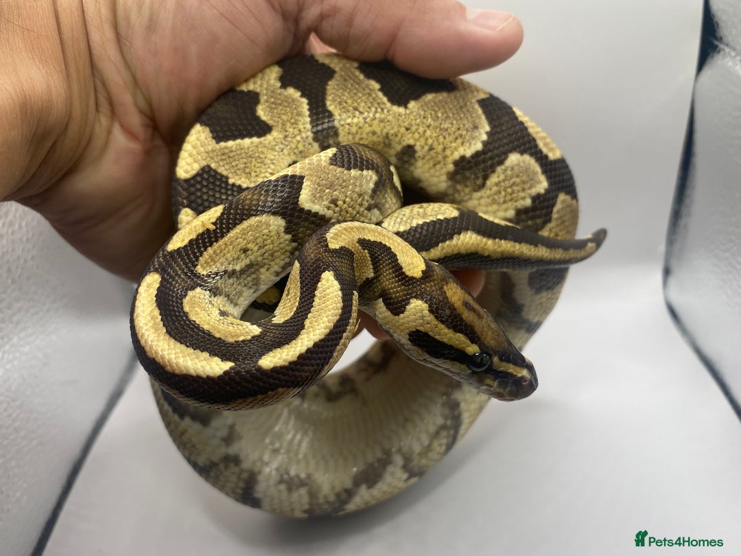 Snake reptiles for sale: Female pastel ball python  - Image 4