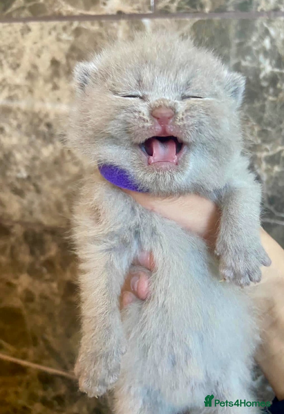 British Shorthair cats for sale: BRITISH SHORTHAIR KITTENS!!! 🐾🐾😻😻 - Advert 6
