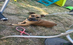 Mixed Breed dogs for sale: Dog for rehoming - Advert 1