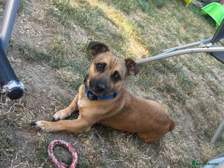 Mixed Breed dogs Dog for rehoming - Advert 9