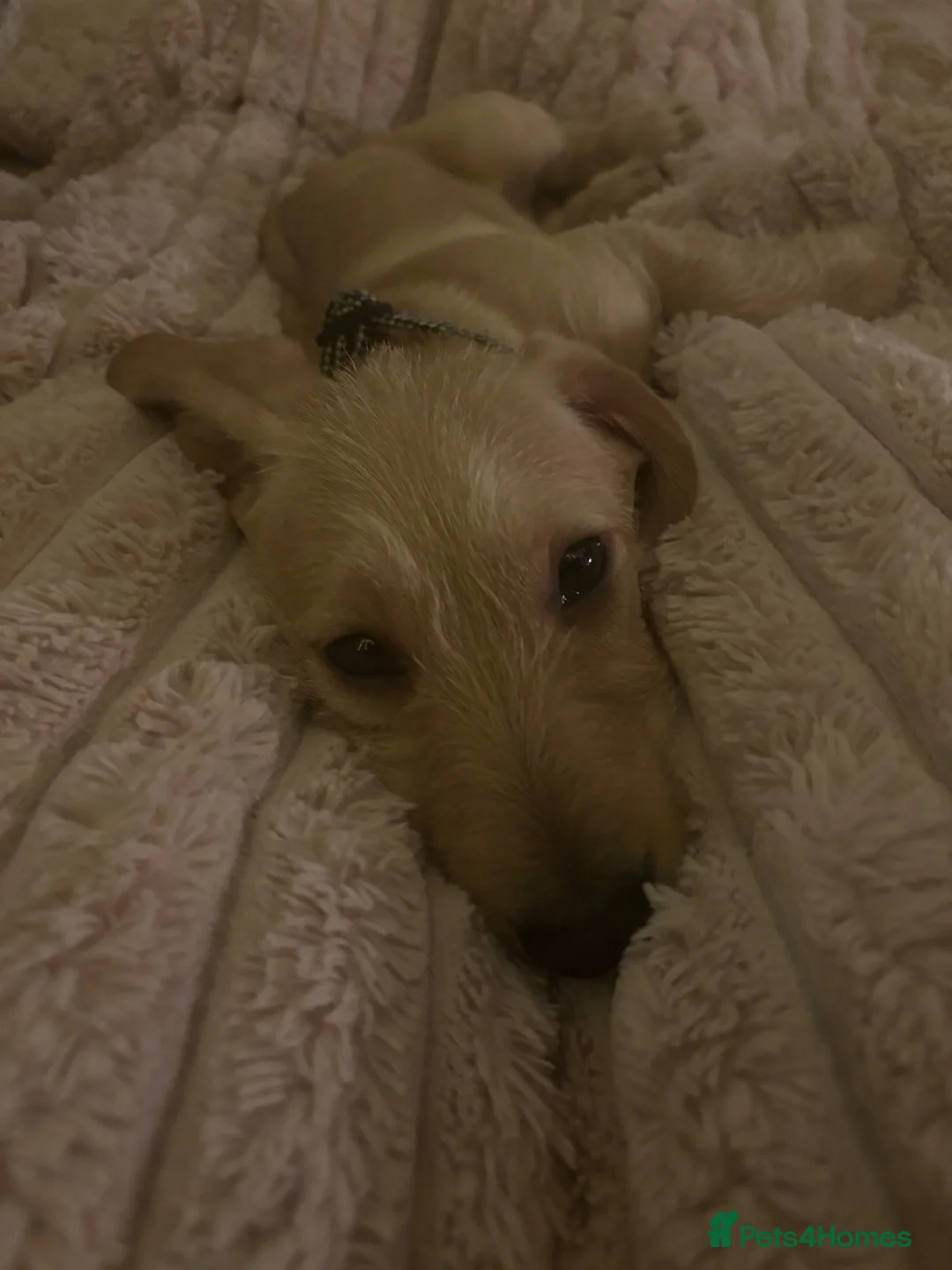 Mixed Breed dogs for sale: Poochon x dachshund  - Advert 7