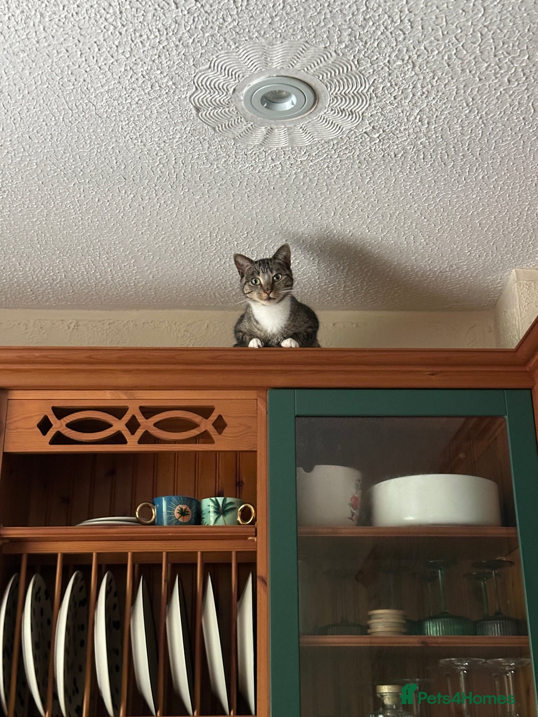 British Shorthair cats for sale: Lily girl - Advert 1