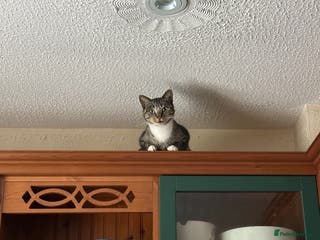 British Shorthair cats Lily girl - Advert 5