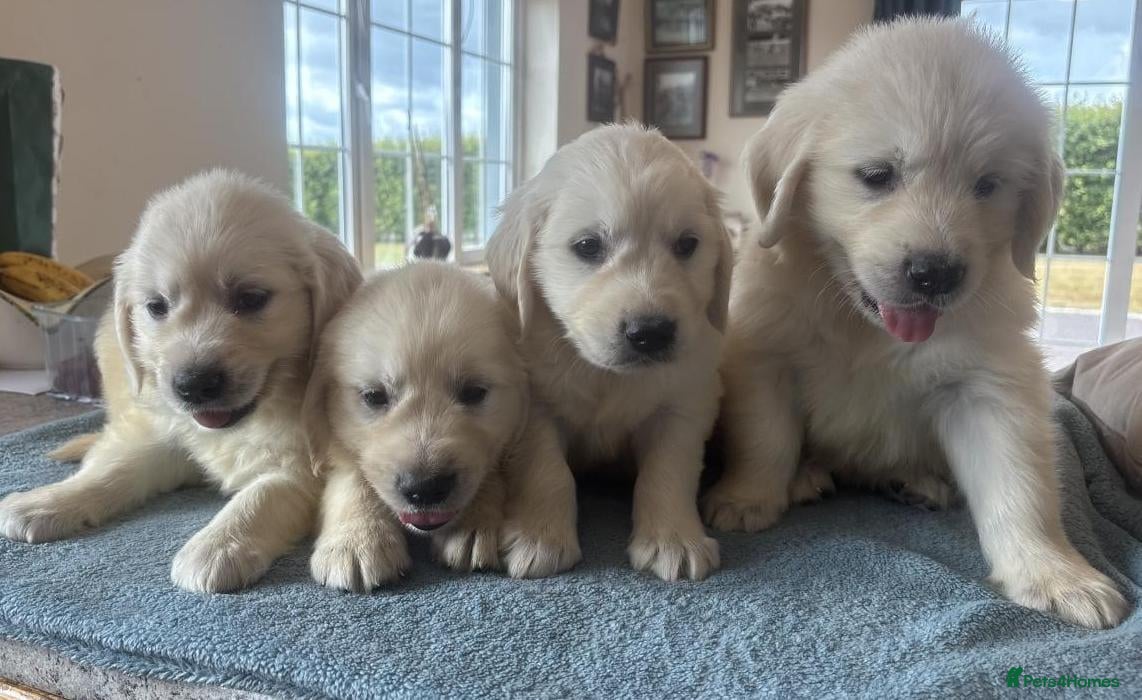 Golden Retriever dogs Gorgeous health tested Golden retriever Puppies  - Advert 1