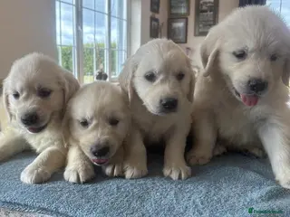 Golden Retriever dogs Gorgeous health tested Golden retriever Puppies - Advert 1
