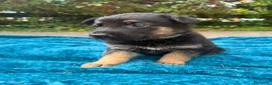 German Shepherd 2