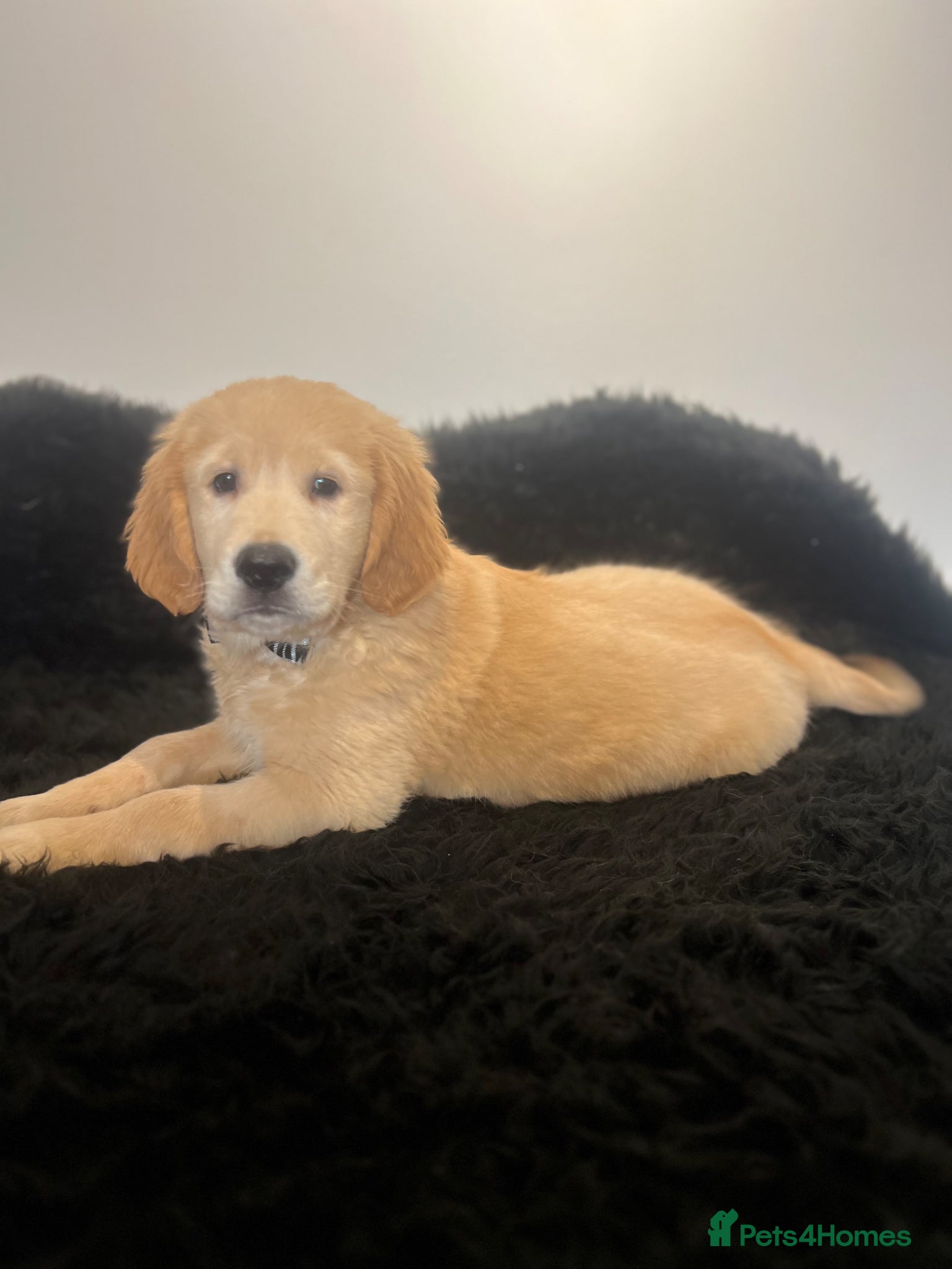 Golden Retriever dogs Stunning KC Golden Retriever pups - Advert 6