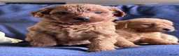 Labradoodle dogs for sale: Medium sized F1b Labradoodles  - Advert 6