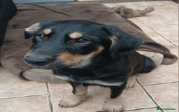 Huntaway dogs for sale: Pure huntaway puppies  - Image 3