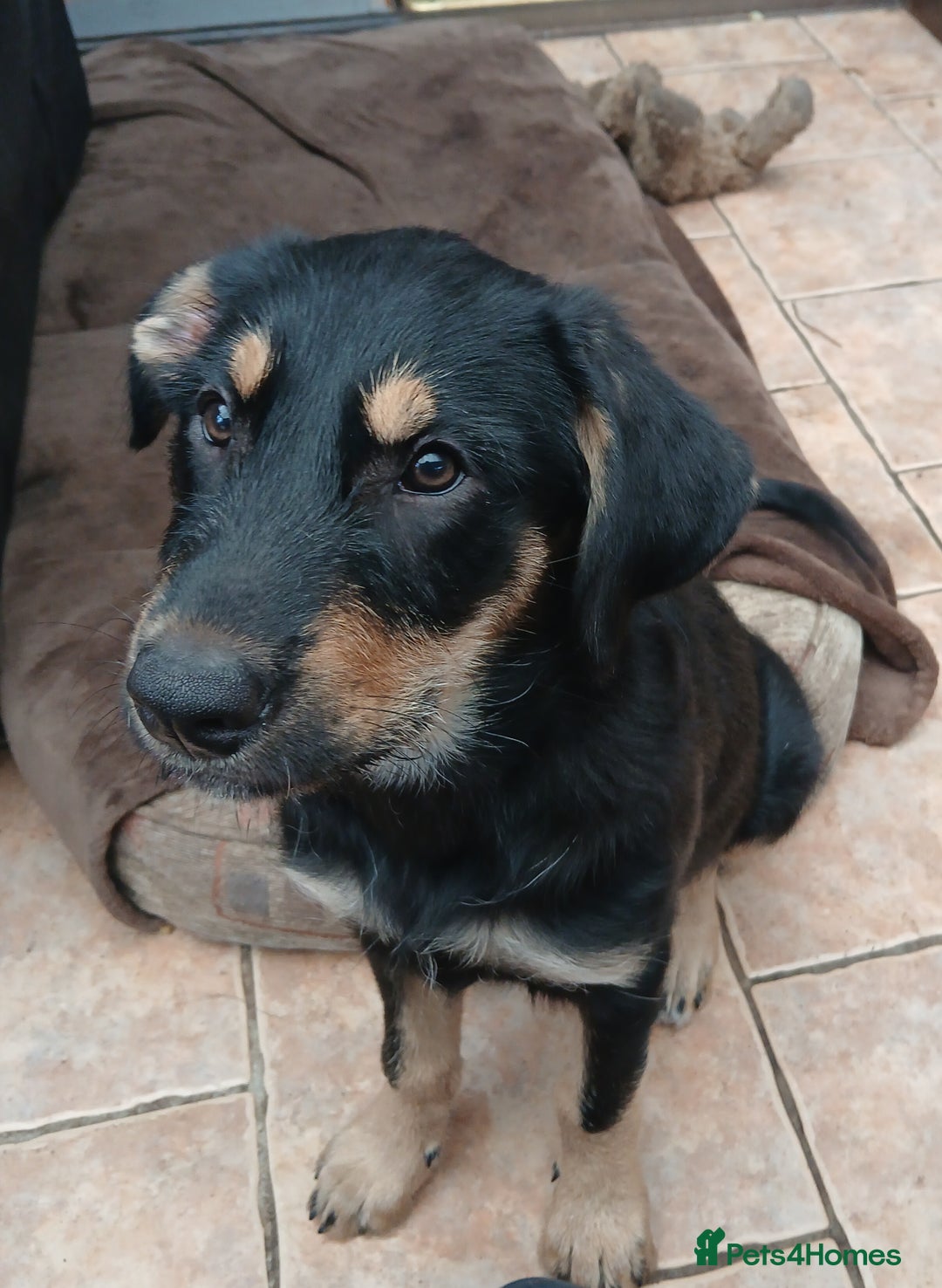 Huntaway dogs for sale: Pure huntaway puppies  - Image 3