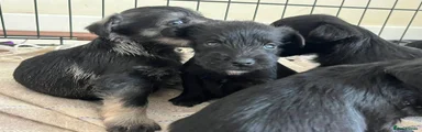 Miniature Schnauzer 1