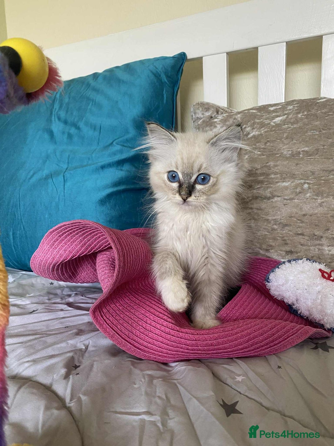 Ragdoll cats for sale:  Charming and fluffy Female Ragdoll Kittens - Image 14