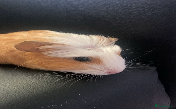 Guinea Pig rodents - Advert 1