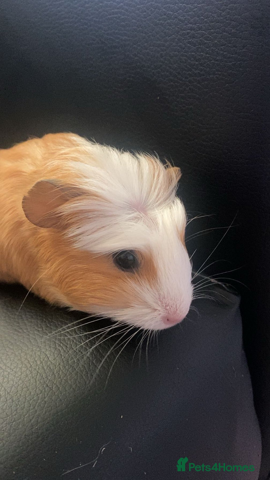 Guinea Pig rodents for sale: 2 female guinea pigs  - Image 1