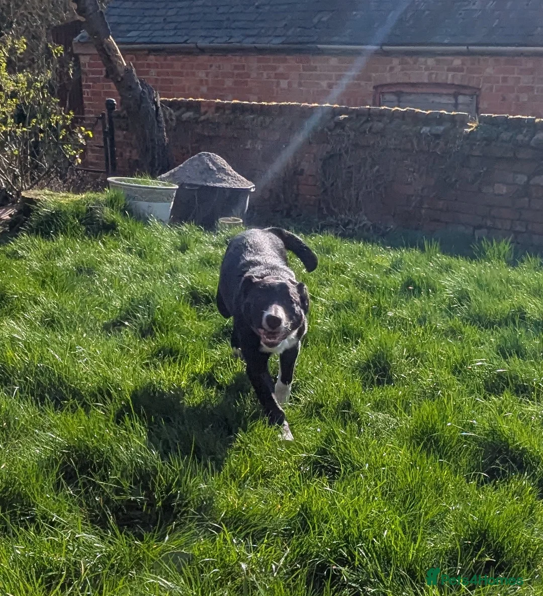 Border Collie dogs for sale: Border Collie Puppies for Sale in Market Harborough - Advert 4