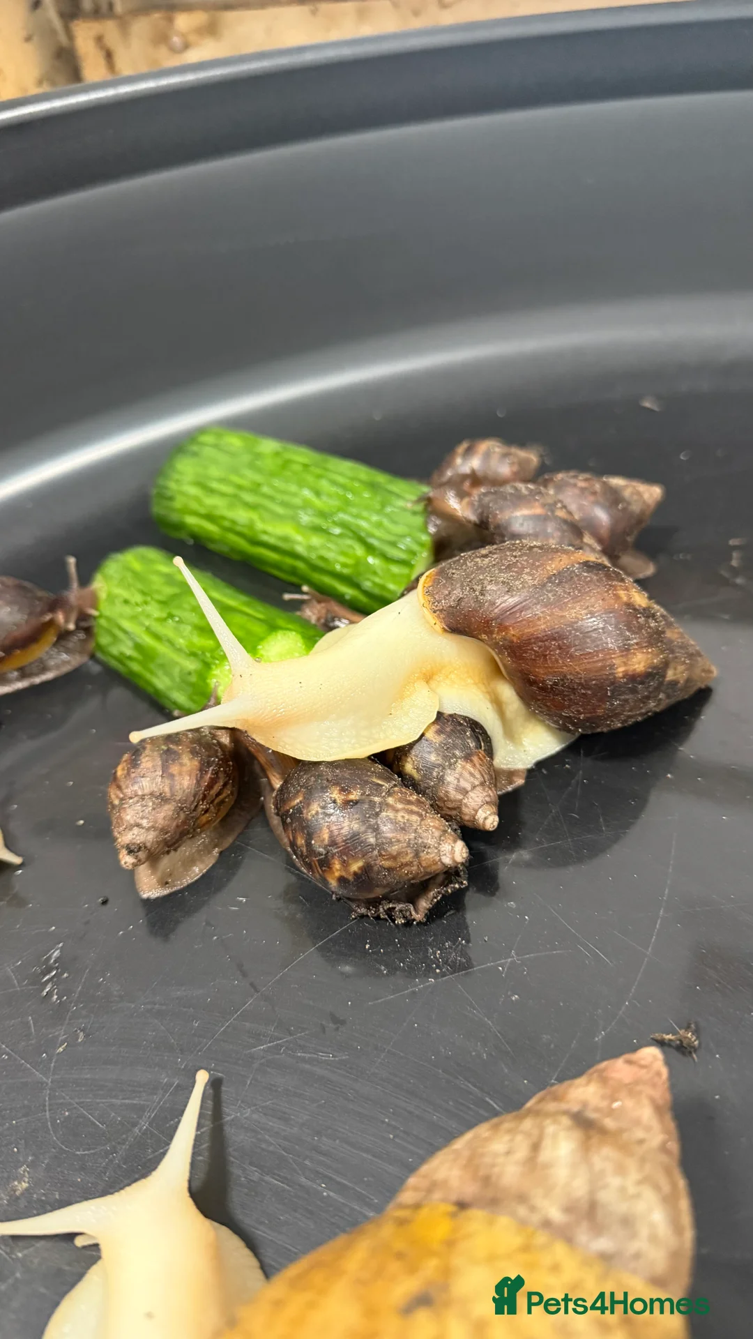 Snails invertebrates for sale: GIant African land snail babies  - Advert 2