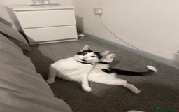 British Longhair cats for sale: Cuddly, playful male cat looking for a new home  - Image 19