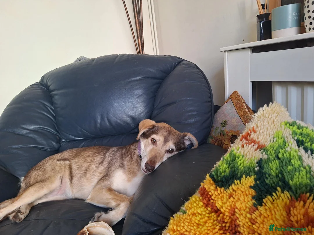 Mixed Breed dogs for adoption: 🌼 Poppy – Gentle, Sensitive Soul Looking  - Advert 9