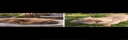 French Bulldog dogs for sale: French bulldog  - Advert 2