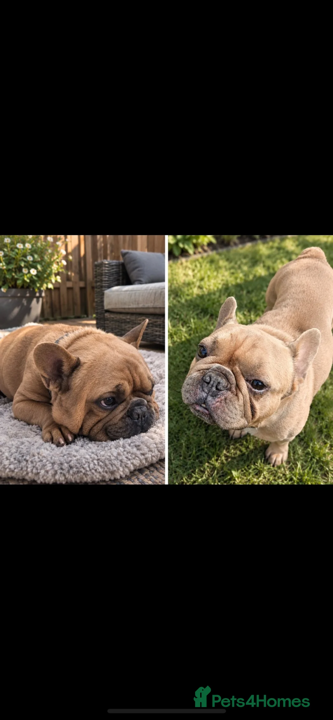 French Bulldog dogs for sale: French bulldog  - Advert 2