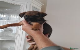 Border Terrier dogs for sale: Two border terrier females  - Image 2