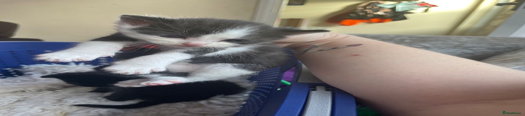 Domestic Shorthair Kitten 2