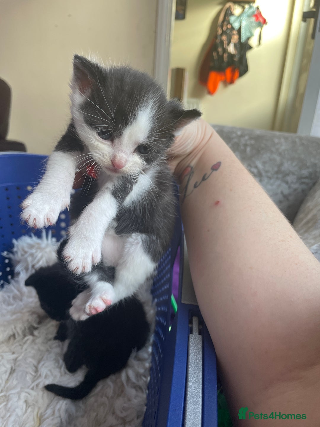 Domestic Shorthair cats for sale: Kittens  - Image 6