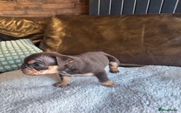 English Bulldog dogs for sale: Beautiful English Bulldog Puppies - Image 9