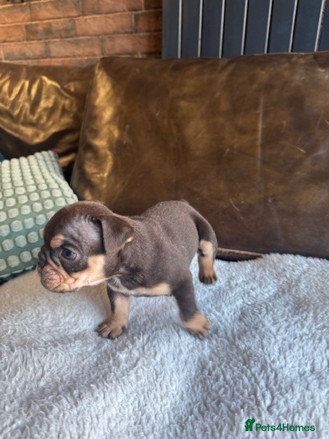 English Bulldog dogs for sale: Beautiful English Bulldog Puppies - Image 9