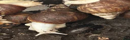 Snails invertebrates for sale: Albino Giant African land snails + other inverts  - Advert 4
