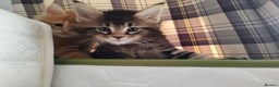 Maine Coon cats for sale: V. Vilma  - Advert 13