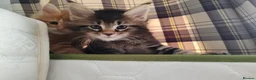 Maine Coon cats for sale: V. Vilma  - Advert 14