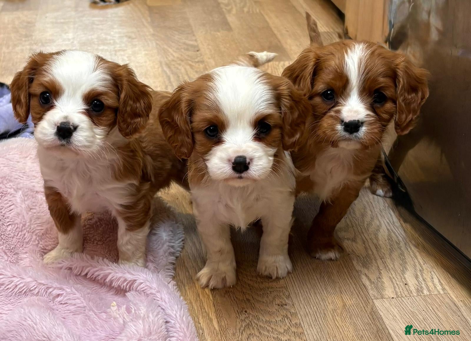 Cavalier King Charles Spaniel dogs for sale: Beautiful cavalier puppies  - Advert 2