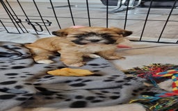 Shih Tzu dogs for sale: Shihtzu puppies - Image 7