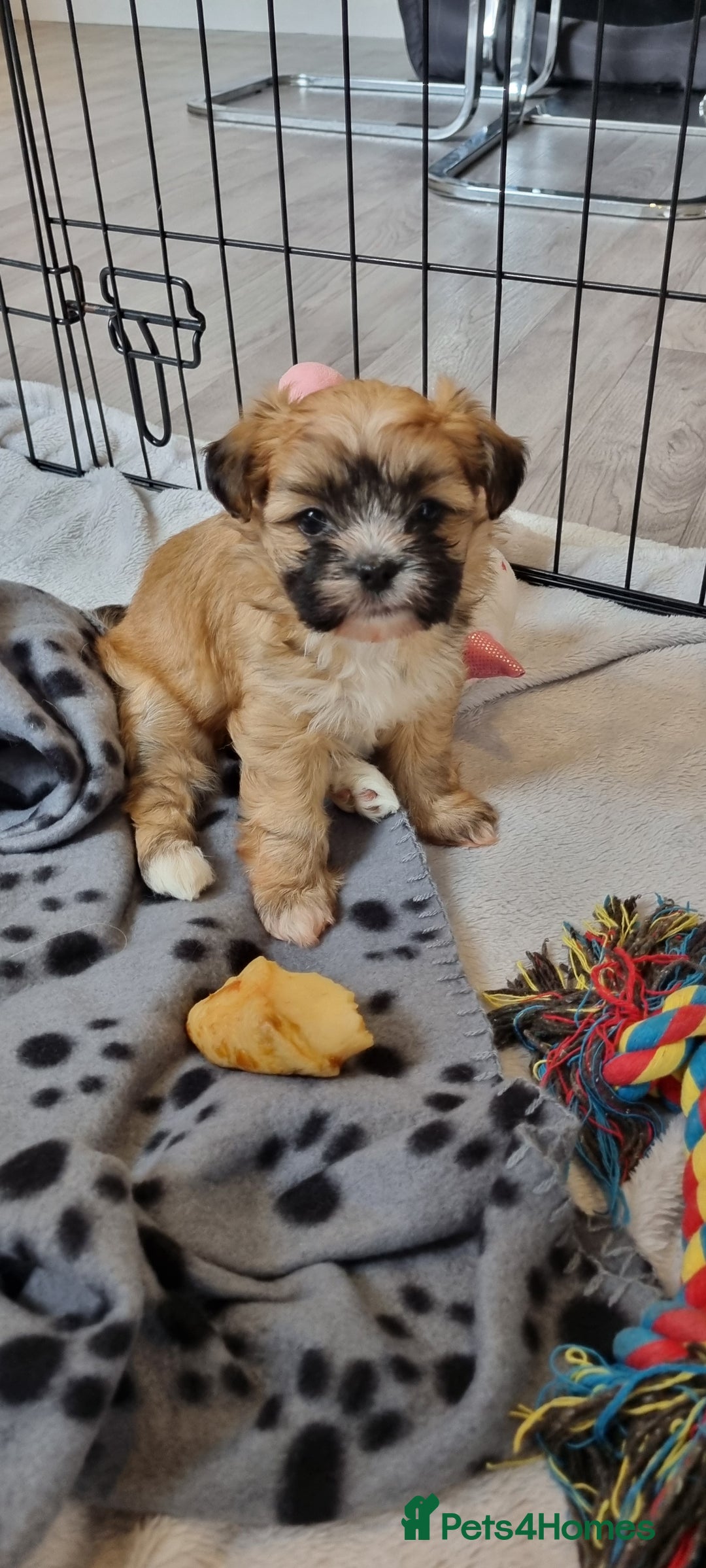 Shih Tzu dogs for sale: Shihtzu puppies - Image 7