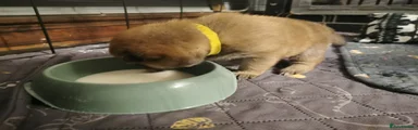 Cheddar (yellow) 