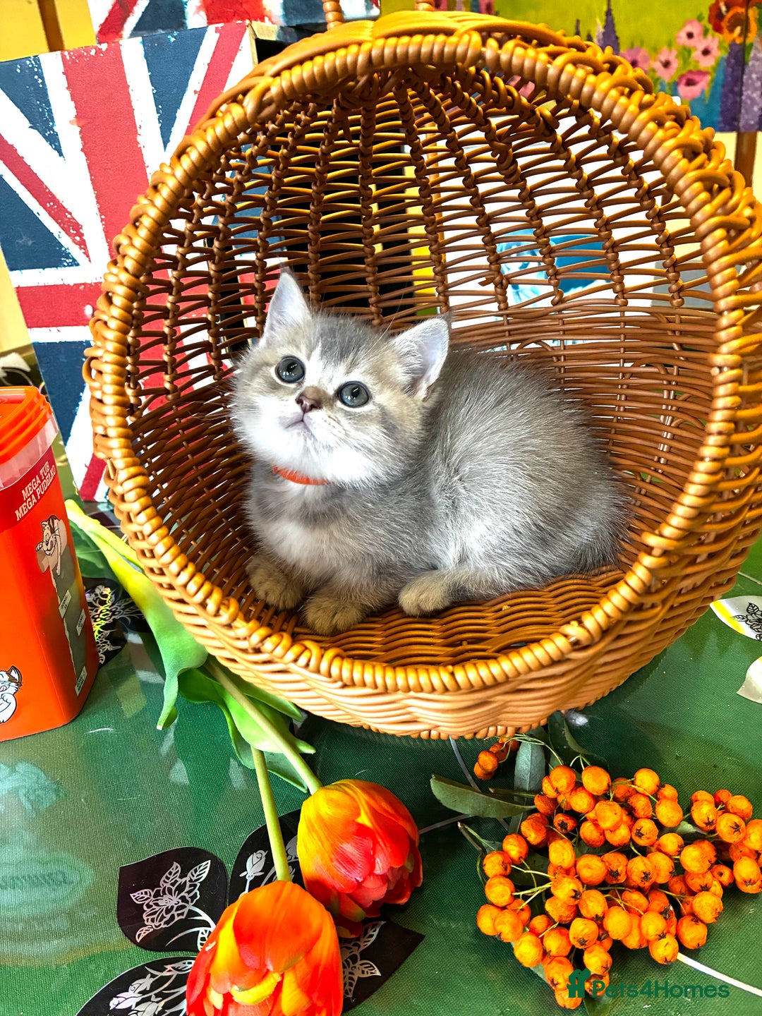 Scottish Fold cats for sale: 5 Scottish Fold Kittens for sale - Advert 13