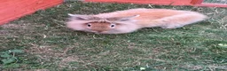 Lionhead rabbits for sale: Double mained lion head rabbit - Advert 6