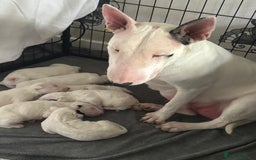 English Bull Terrier dogs for sale: Outstanding male bull terriers  - Image 16