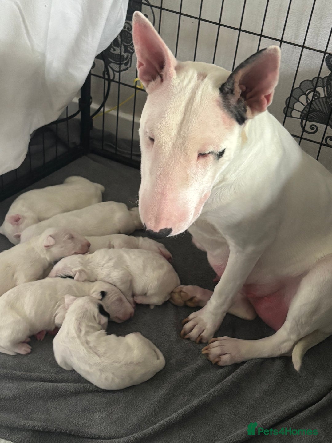 English Bull Terrier dogs for sale: Outstanding male bull terriers  - Image 16