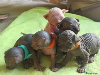 Sphynx cats Beautiful sphynx kittens for sale🥹 - Advert 1