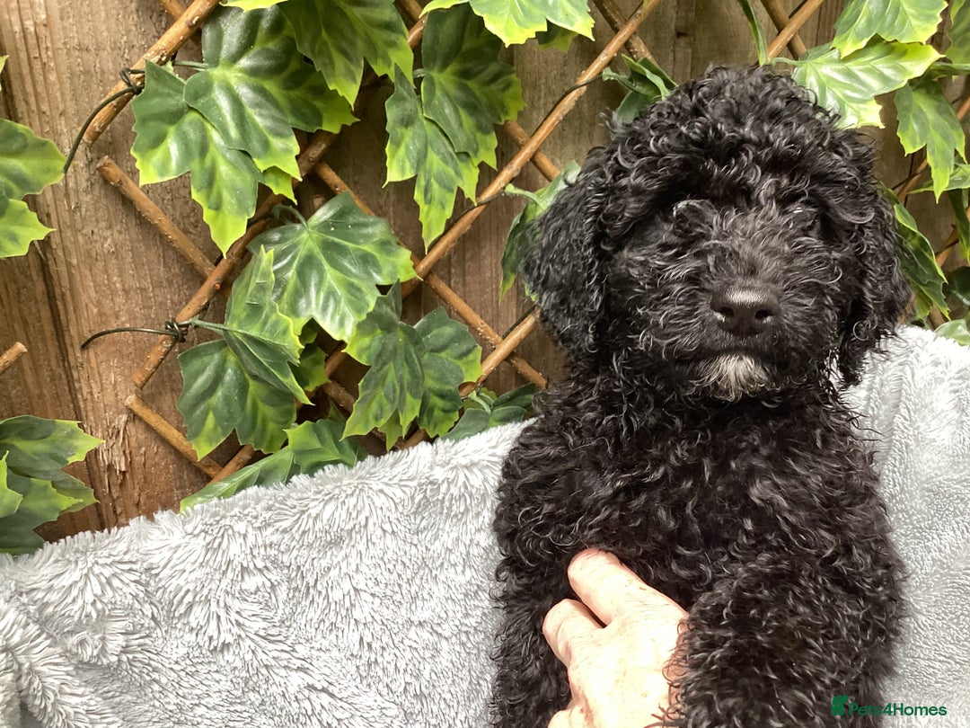 Sproodle dogs for sale: Stunning litter of Sproodle Pups - Image 2