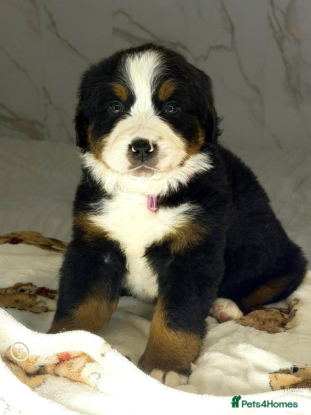 Bernese Mountain Dog dogs for sale: Bernese mountain puppies  - Advert 17
