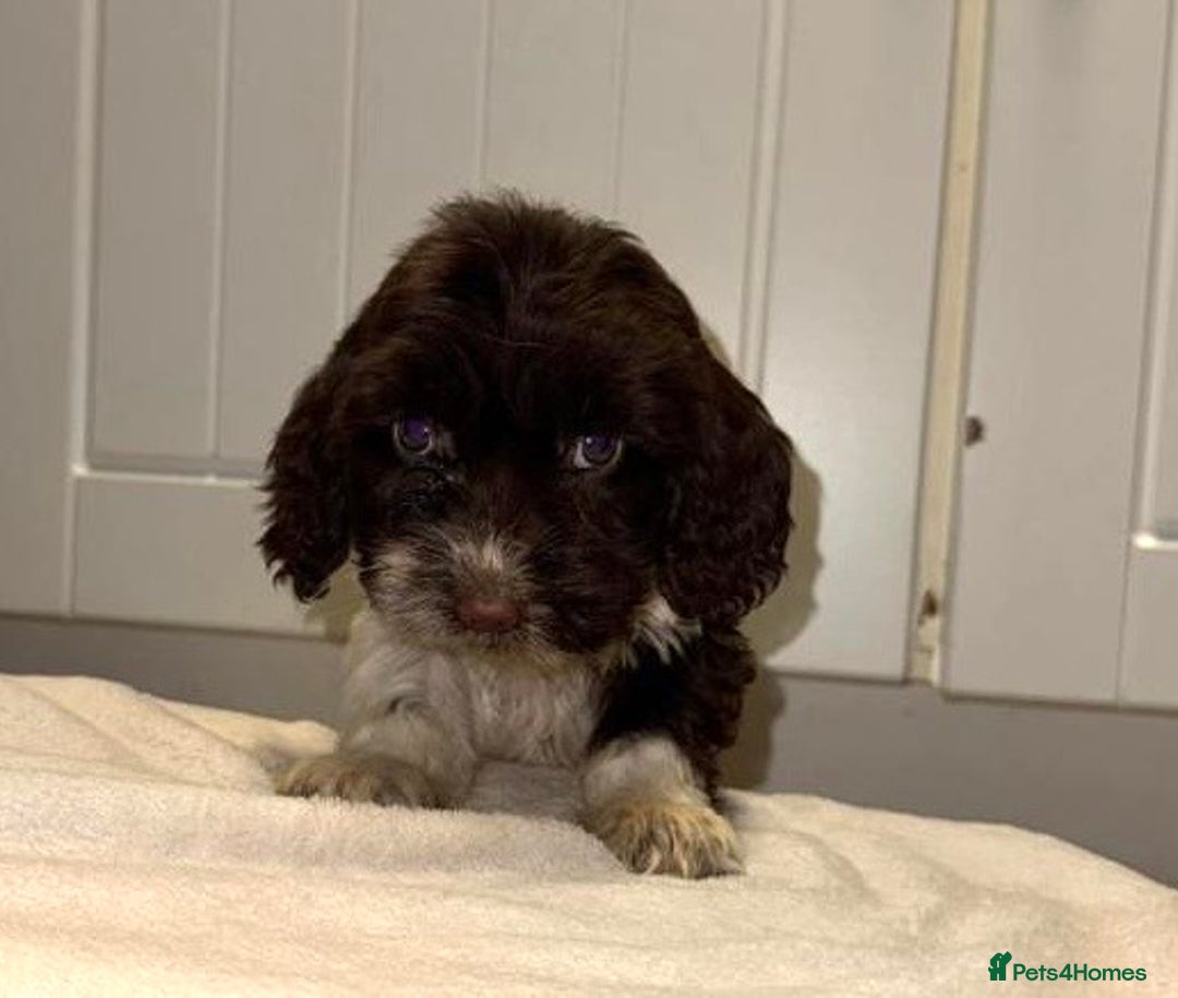Cockapoo dogs for sale: Cockerpoo puppy - Advert 3