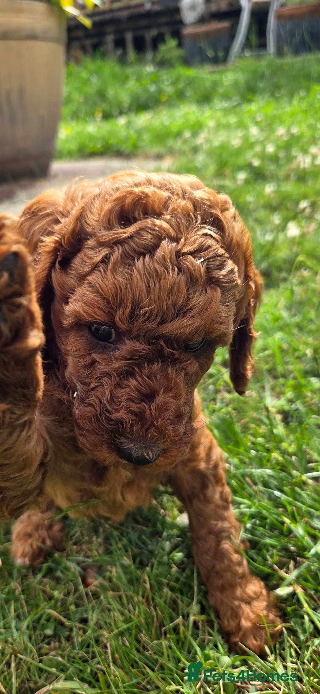 Miniature Poodle dogs for sale: Female Red miniature poodle puppy - Image 5