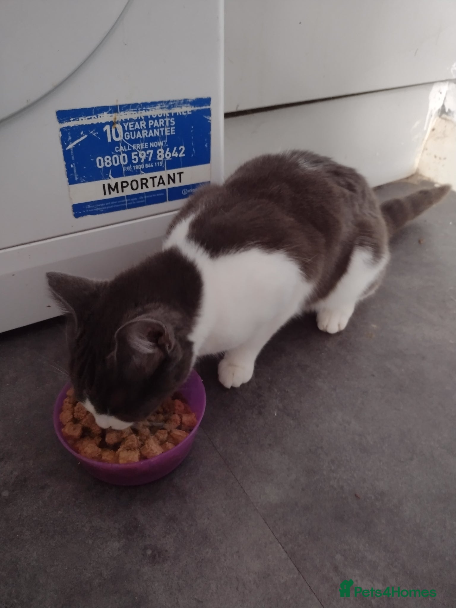 Mixed Breed cats 4 kittens  - Advert 2