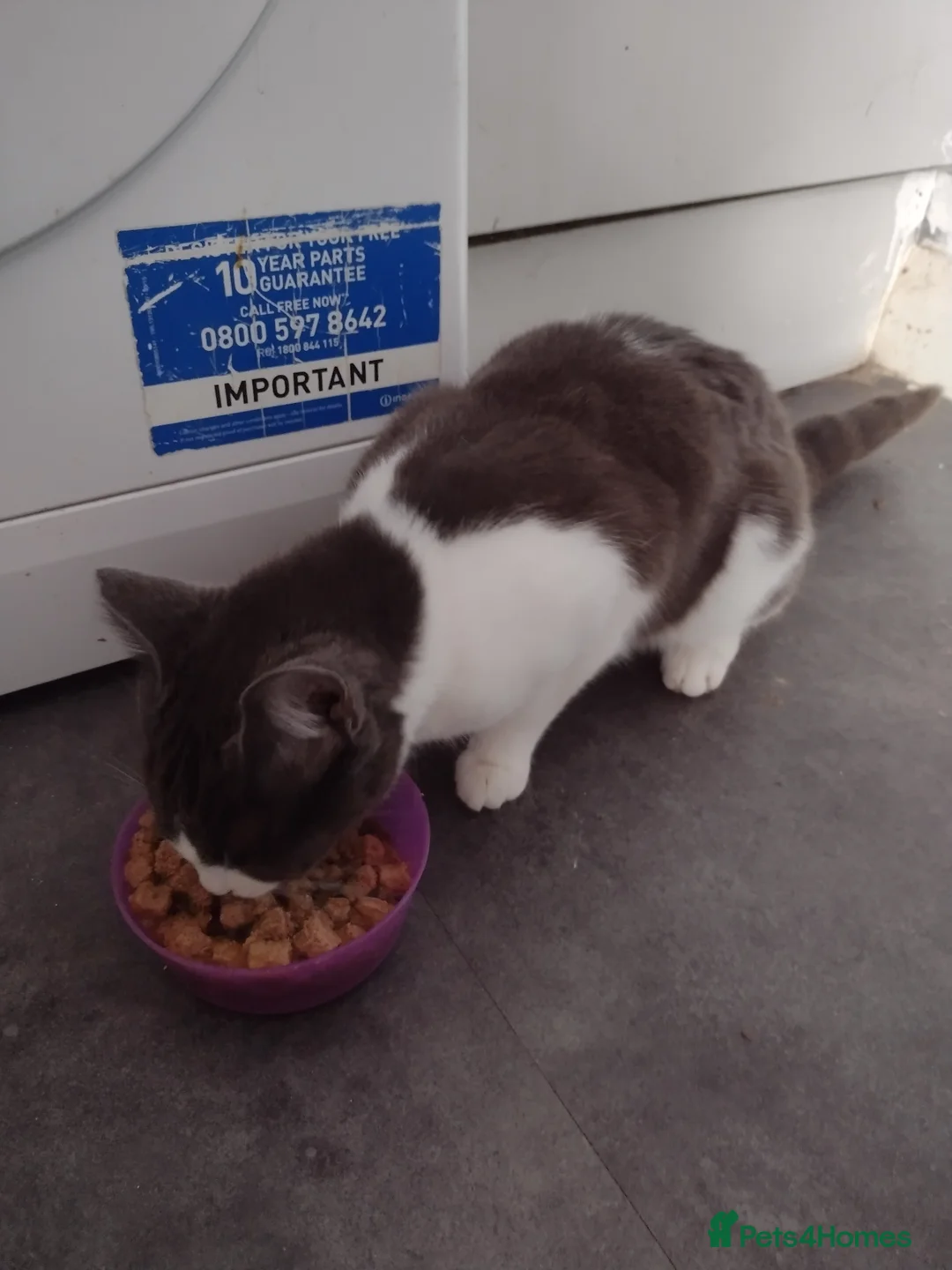 Mixed Breed cats for sale: 4 kittens  - Advert 1